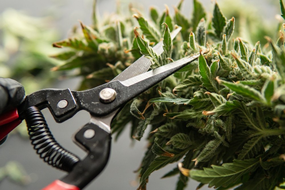 When to Harvest Cannabis: Timing it Right