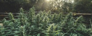 Acclimating Cannabis Clones Hardening Off for the Grow Room