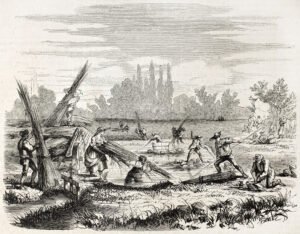 Cannabis Clone History & Background Cloning Through the Ages