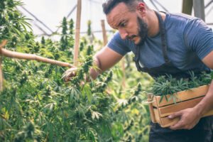 Comparing Success Rates of Different Strains when Cloning