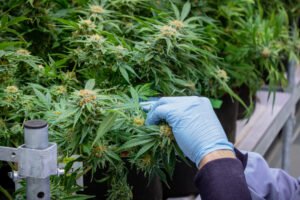 Do All Clones Grow the Same as the Mother Plant What to Expect