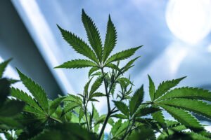 Getting Bigger Yields by Vegging Cannabis Clones Longer Before Flowering