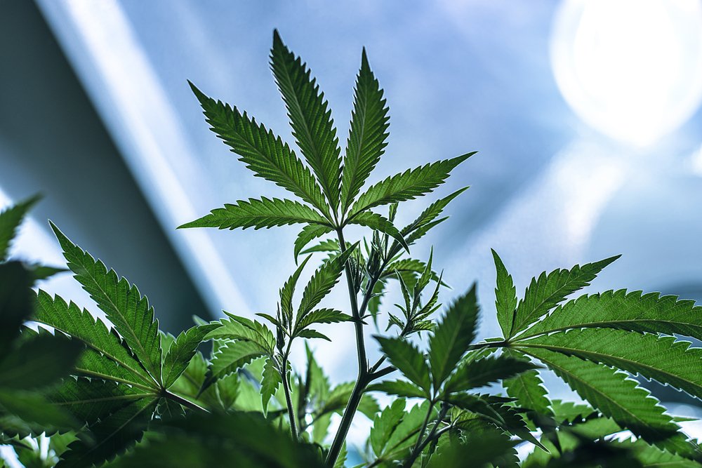 Getting Bigger Yields by Vegging Cannabis Clones Longer Before Flowering
