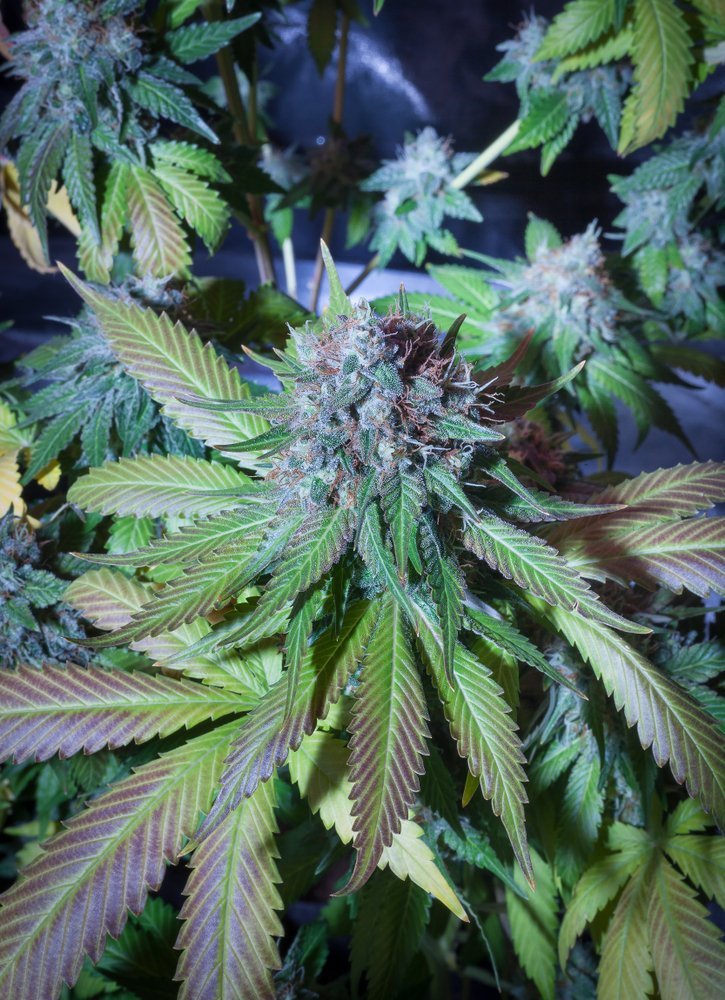 Grease I95: Long-Lasting Body High Ideal for Full Relaxation
