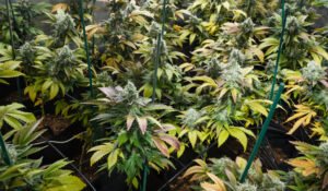 Growing Clones from Different Stage Plants Monster Cropping 101