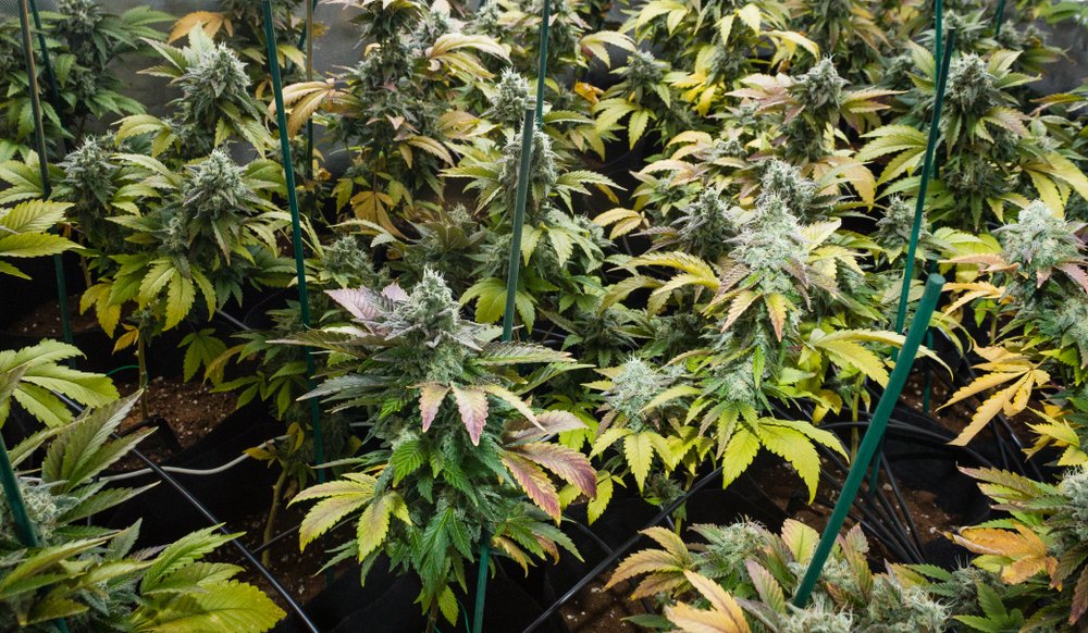 Growing Clones from Different Stage Plants: Monster Cropping 101