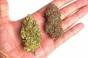 Growing Different Strains from Clones Pros & Cons