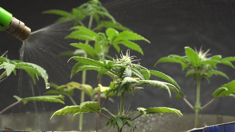 How to Care for Cannabis Clones: Watering, Feeding & More