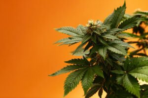 How to Choose the Right Cannabis Strain for Your First Grow