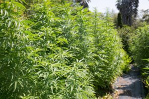 How to Take Monster Cropped Cannabis Clones from Flowering Plants