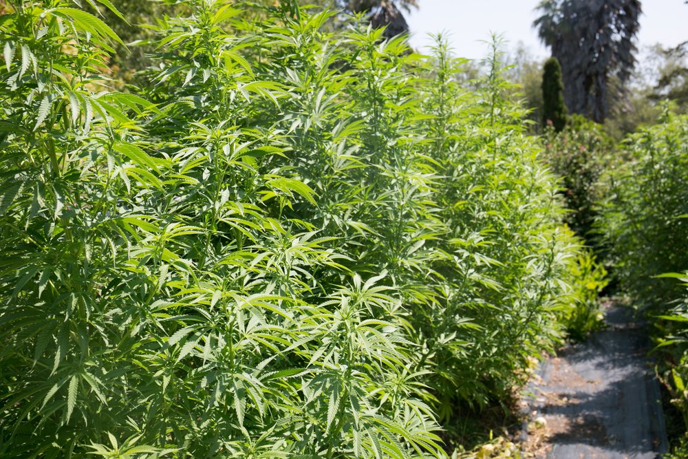 How to Take Monster Cropped Cannabis Clones from Flowering Plants?