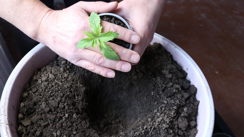 How to Transplant Clones into Bigger Containers?