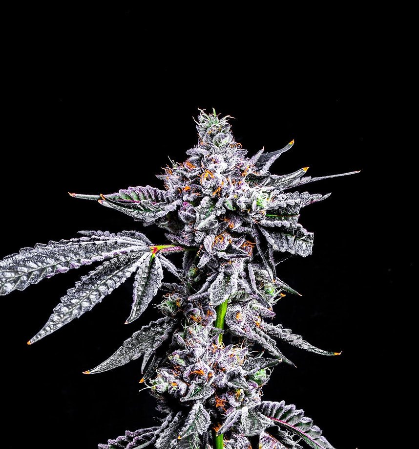 Motorbreath: The Heavy-Hitting Indica for Restless Nights