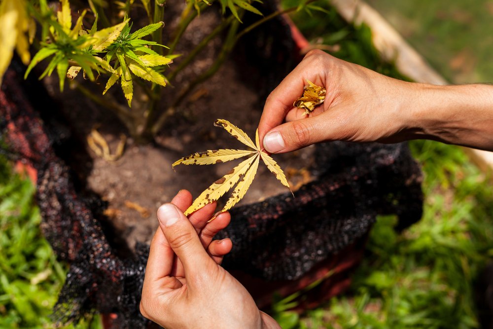 Preventing Diseases & Pests When Growing Cannabis Clones