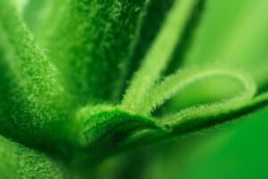 Principles of Asexual Reproduction and Cloning in Cannabis Plants