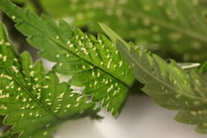 The Beginner's Guide to Outdoor Cannabis Cultivation: Maximizing Success with Clones