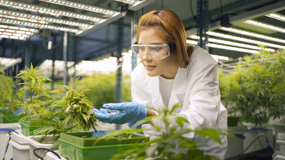 Topping, Pruning & Training: Caring for Clones in Veg