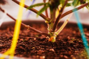 Training Cannabis Clones with LST, Topping, FIMing, etc