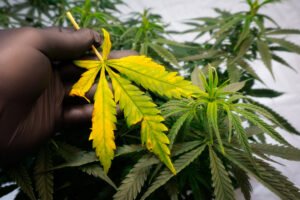 Troubleshooting Cannabis Clone Diseases Like Damping Off