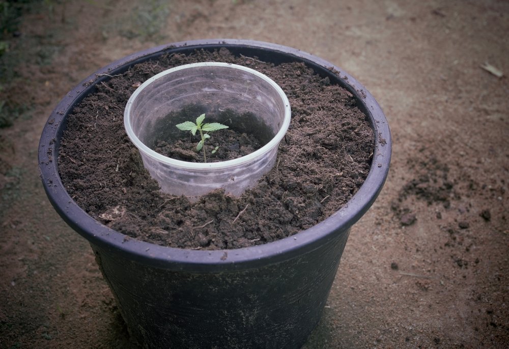 When and How to Transplant Cannabis Clones into Larger Container