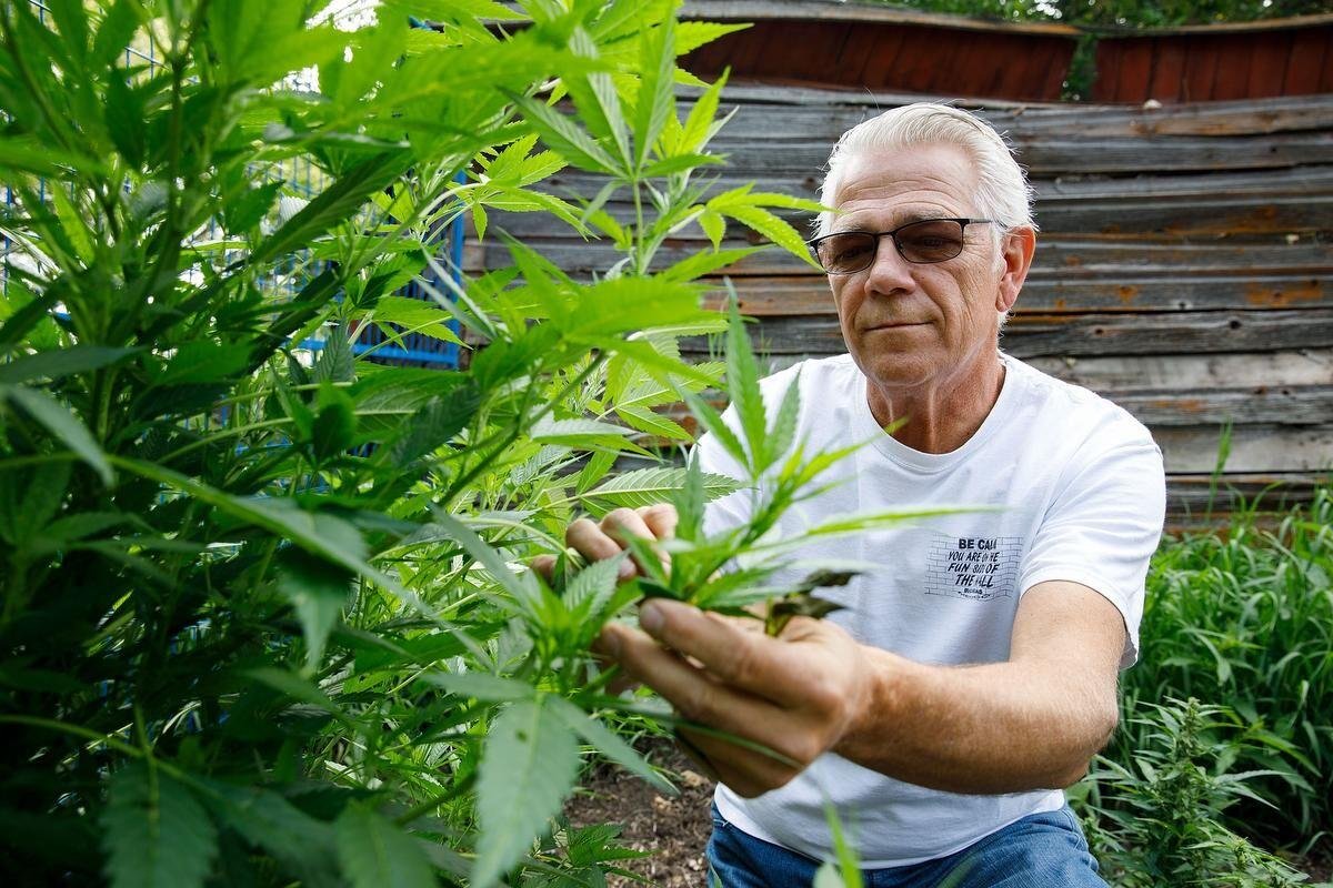 The Beginner's Guide: How Easy It Is to Grow Your Own Cannabis