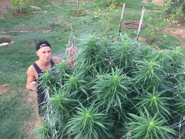 Unveiling the Power of Outdoor Cloning: 5 Reasons Why It's a Game-Changer for Cannabis Cultivation