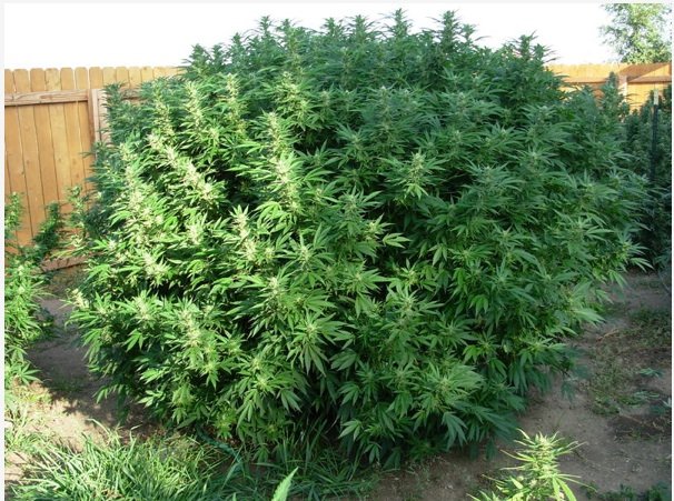 The Ultimate Guide to Outdoor Cloning: The Easiest Route to Superior Cannabis Cultivation