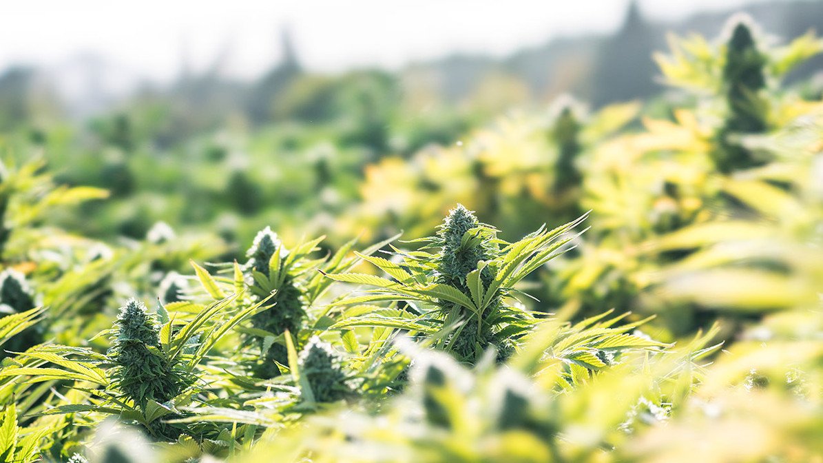 Outdoor Cannabis Cultivation Made Simple: Harnessing the Power of Clones