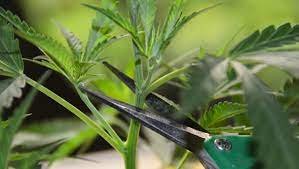 Your Comprehensive Guide: Growing Cannabis Outdoors from Clone to Harvest