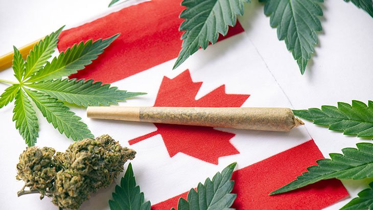 Cold Weather Cultivation: How to Successfully Grow Cannabis in Canadian Winters