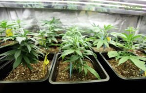 Top 5 Reasons Clones Trump Seeds for Successful Outdoor Cannabis Cultivation