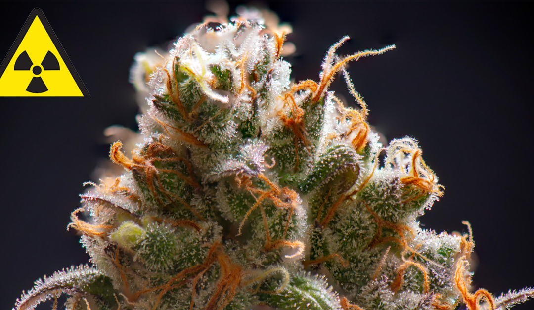 Taking Control: Why Growing Your Own Cannabis is the Safest Choice in an Era of Irradiation