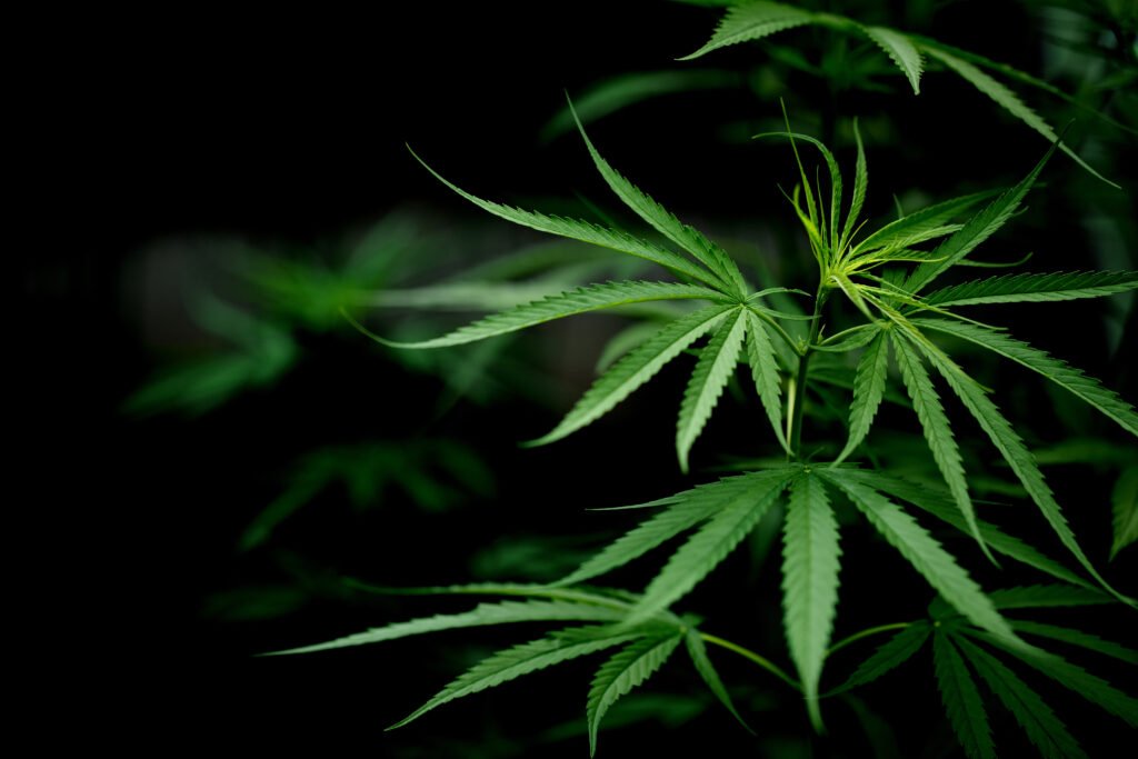 How to Grow Cannabis Clones: A Complete Guide
