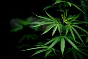 How to Grow Cannabis Clones: A Complete Guide