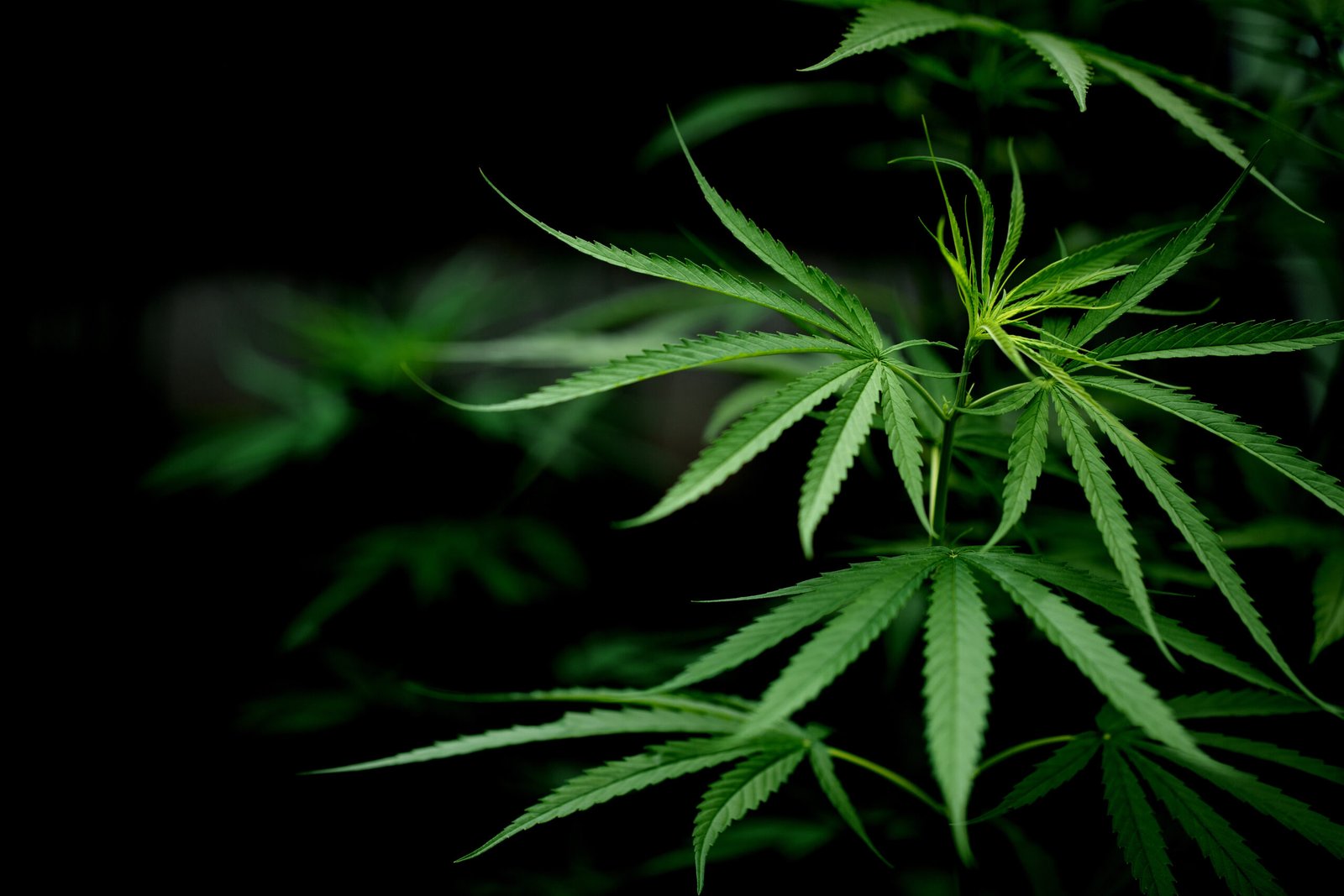 How to Grow Cannabis Clones: A Complete Guide