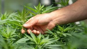 Clone Power: Why Cloning Reigns Supreme for Thriving Outdoor Cannabis Gardens