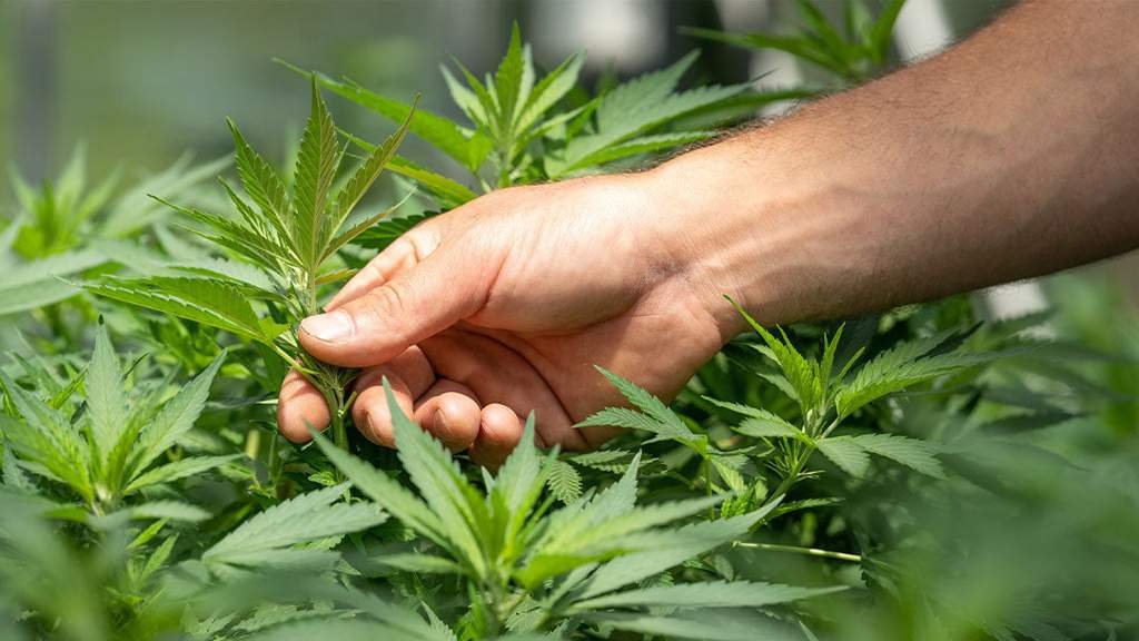 Clone Power: Why Cloning Reigns Supreme for Thriving Outdoor Cannabis Gardens