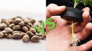 From Roots to Riches: How Clones Outshine Seeds in Outdoor Cannabis Gardens