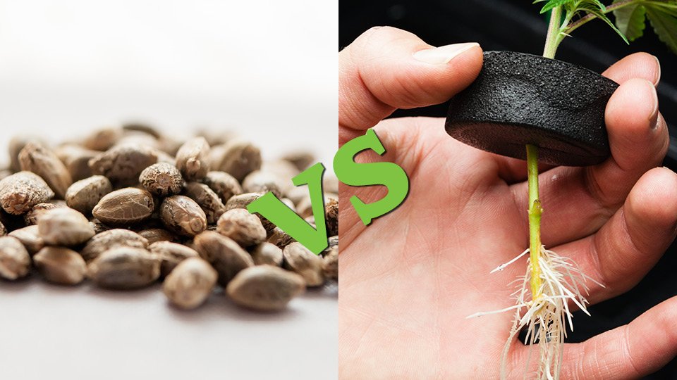 From Roots to Riches: How Clones Outshine Seeds in Outdoor Cannabis Gardens