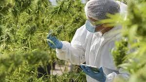 Radiation and Cannabis: Understanding the Risks and Exploring Health-Conscious Alternatives