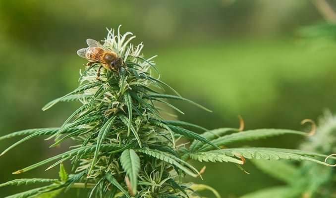 Sun, Soil, and Strategy: How to Strategically Plan Your Spring Cannabis Planting for a Bountiful Harvest