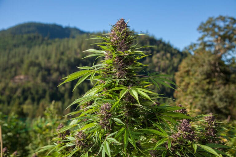 Spring Sprouts: Tips and Tricks for Starting Your Outdoor Cannabis Garden on the Right Foot