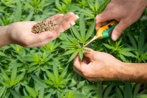 Clone Cultivation: Why Starting with Clones Beats Seeds for Outdoor Cannabis Growth