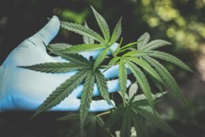 Cannabis: What's Better, Seed or Clones