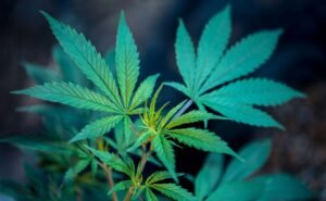 How to Get Cannabis Clones to Root Fast