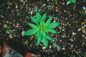 How to Grow Cannabis Clones