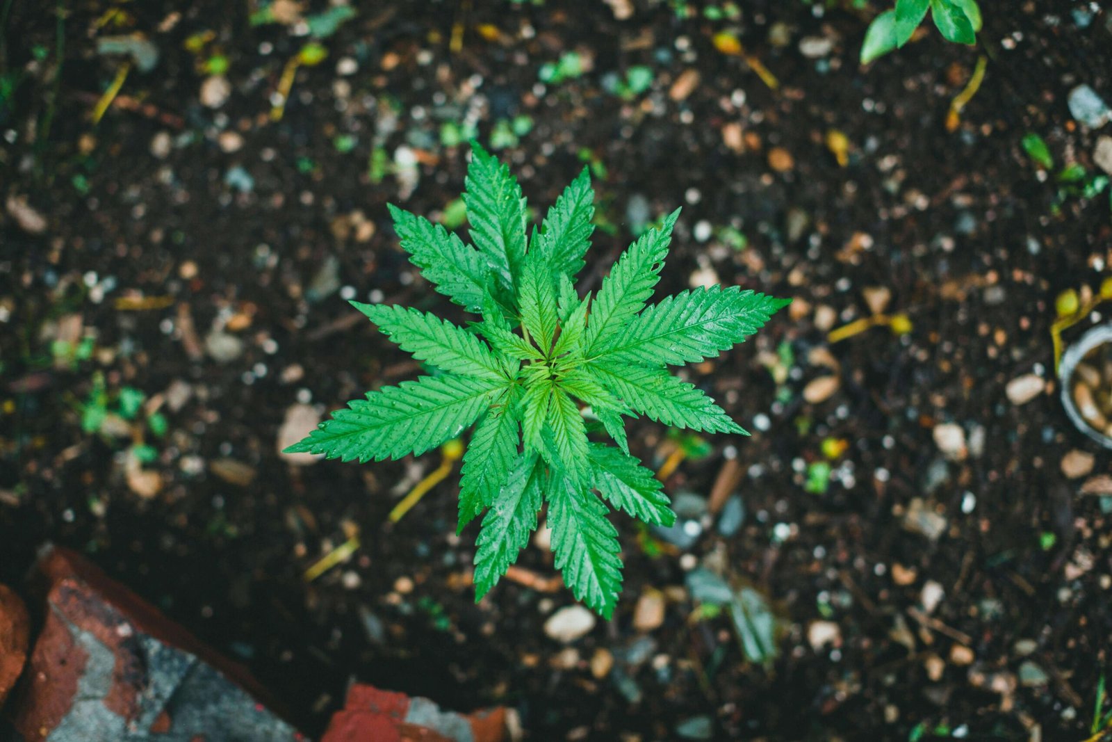 Hand-over-hand Guide: How to Grow Cannabis Clones