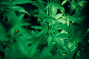What is the best temperature for cloning cannabis