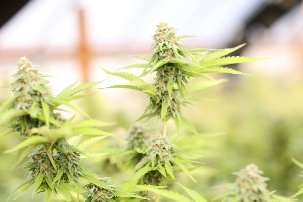 Growing Cannabis in Harsh Climate Conditions 
