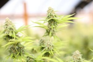 Growing cannabis in harsh climate conditions